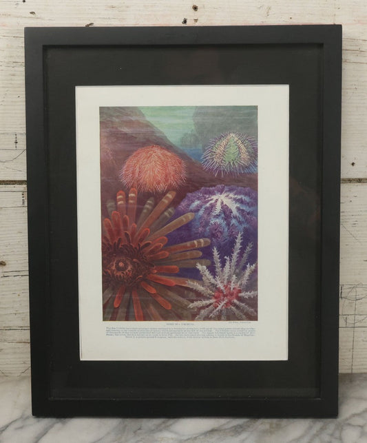 Lot 103 - Antique Book Plate Natural History Print, "Some Sea Urchins" By Theo. Carreras, In Modern Frame, 11-7/8" x 15"