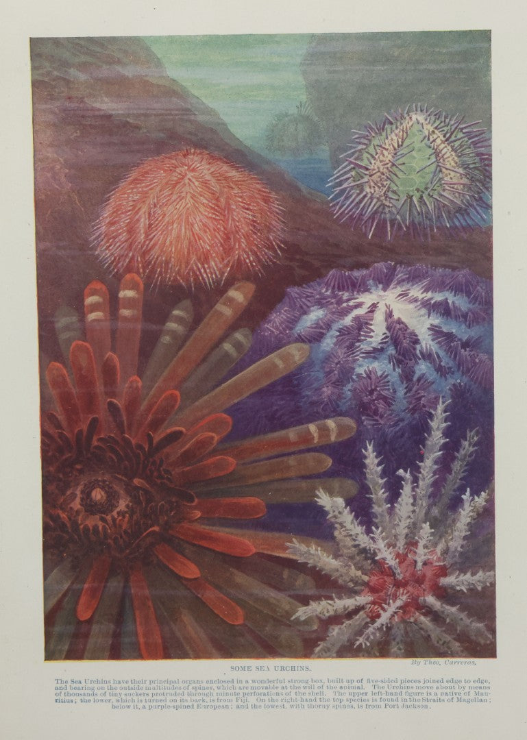 Lot 103 - Antique Book Plate Natural History Print, "Some Sea Urchins" By Theo. Carreras, In Modern Frame, 11-7/8" x 15"