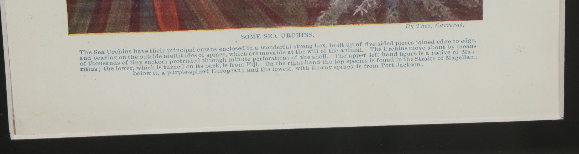 Lot 103 - Antique Book Plate Natural History Print, "Some Sea Urchins" By Theo. Carreras, In Modern Frame, 11-7/8" x 15"