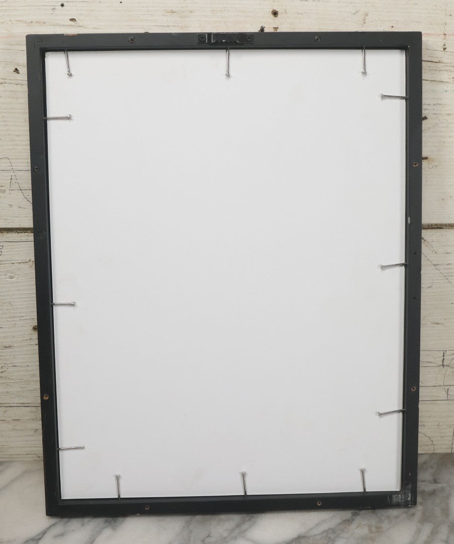 Lot 103 - Antique Book Plate Natural History Print, "Some Sea Urchins" By Theo. Carreras, In Modern Frame, 11-7/8" x 15"