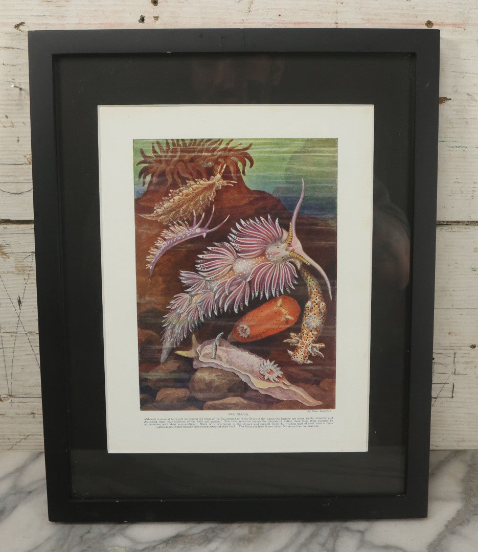 Lot 104 - Antique Book Plate Natural History Print, "Sea Slugs" By Theo. Carreras, In Modern Frame, 11-7/8" x 15"