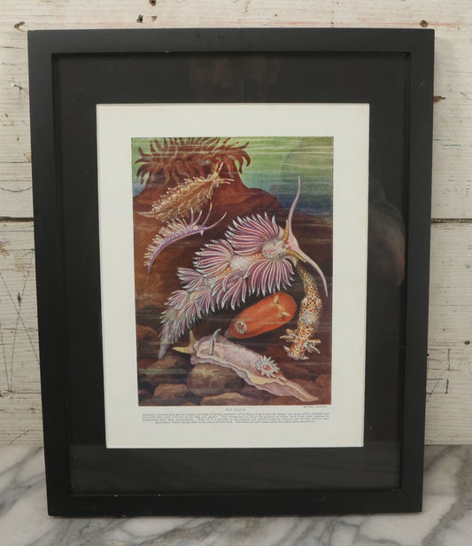 Lot 104 - Antique Book Plate Natural History Print, "Sea Slugs" By Theo. Carreras, In Modern Frame, 11-7/8" x 15"