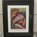 Lot 104 - Antique Book Plate Natural History Print, "Sea Slugs" By Theo. Carreras, In Modern Frame, 11-7/8" x 15"
