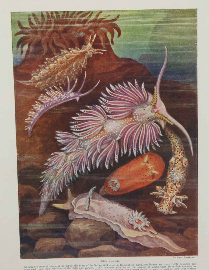 Lot 104 - Antique Book Plate Natural History Print, "Sea Slugs" By Theo. Carreras, In Modern Frame, 11-7/8" x 15"