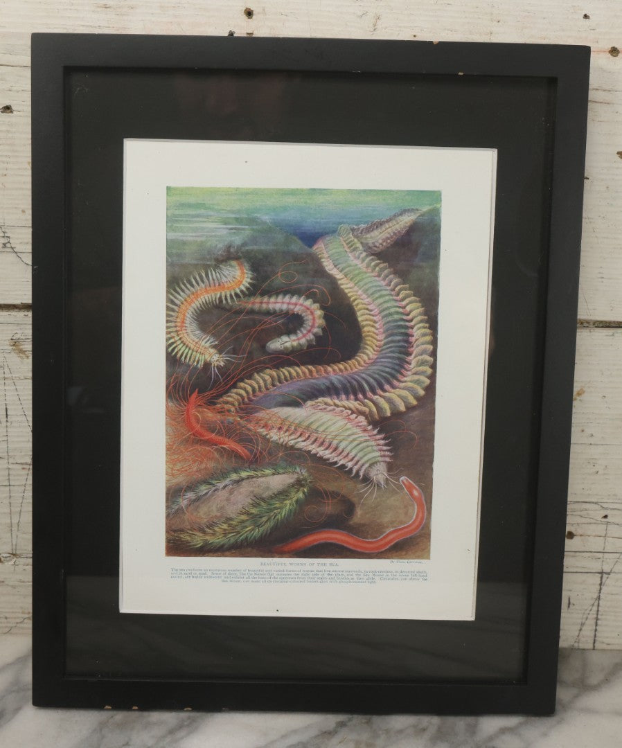 Lot 105 - Antique Book Plate Natural History Print, "Beautiful Worms Of The Sea" By Theo. Carreras, In Modern Frame, 11-7/8" x 15"