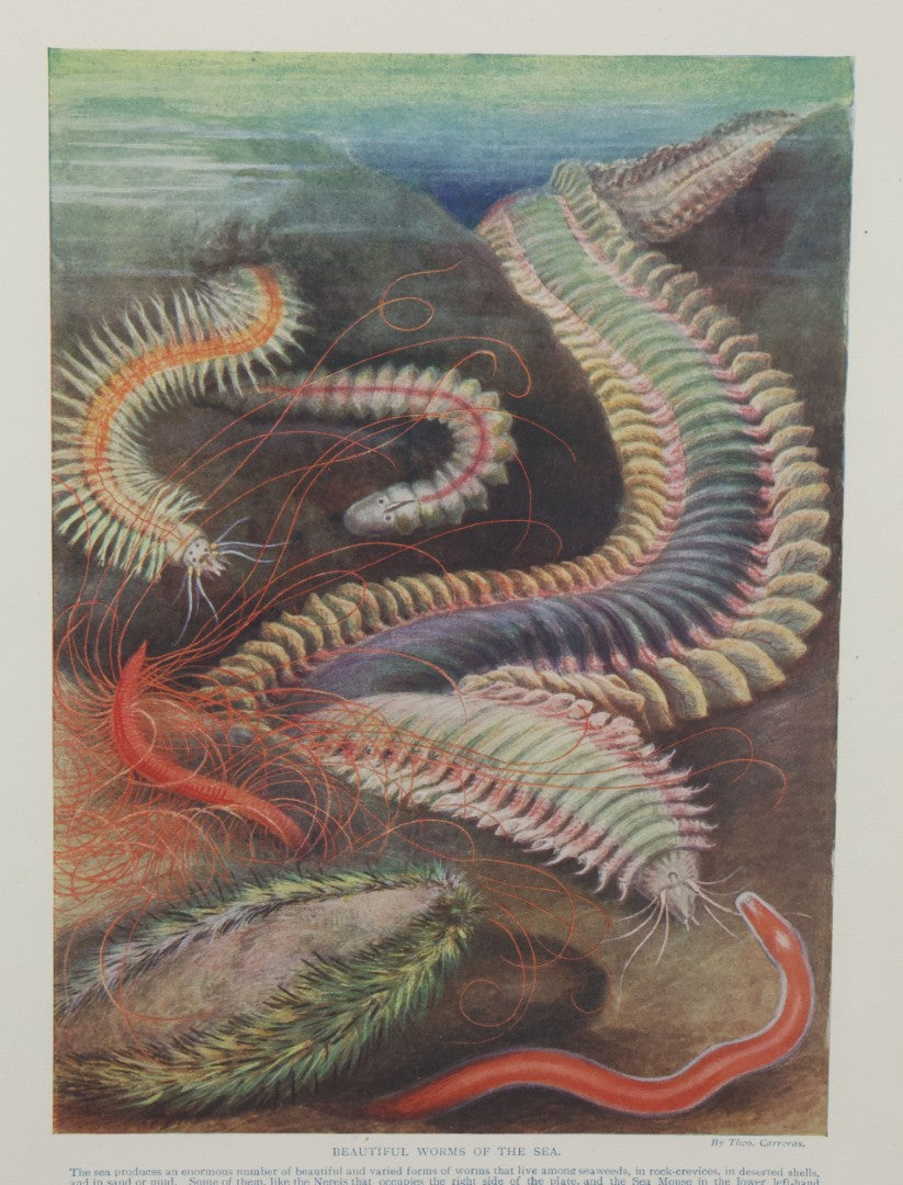 Lot 105 - Antique Book Plate Natural History Print, "Beautiful Worms Of The Sea" By Theo. Carreras, In Modern Frame, 11-7/8" x 15"