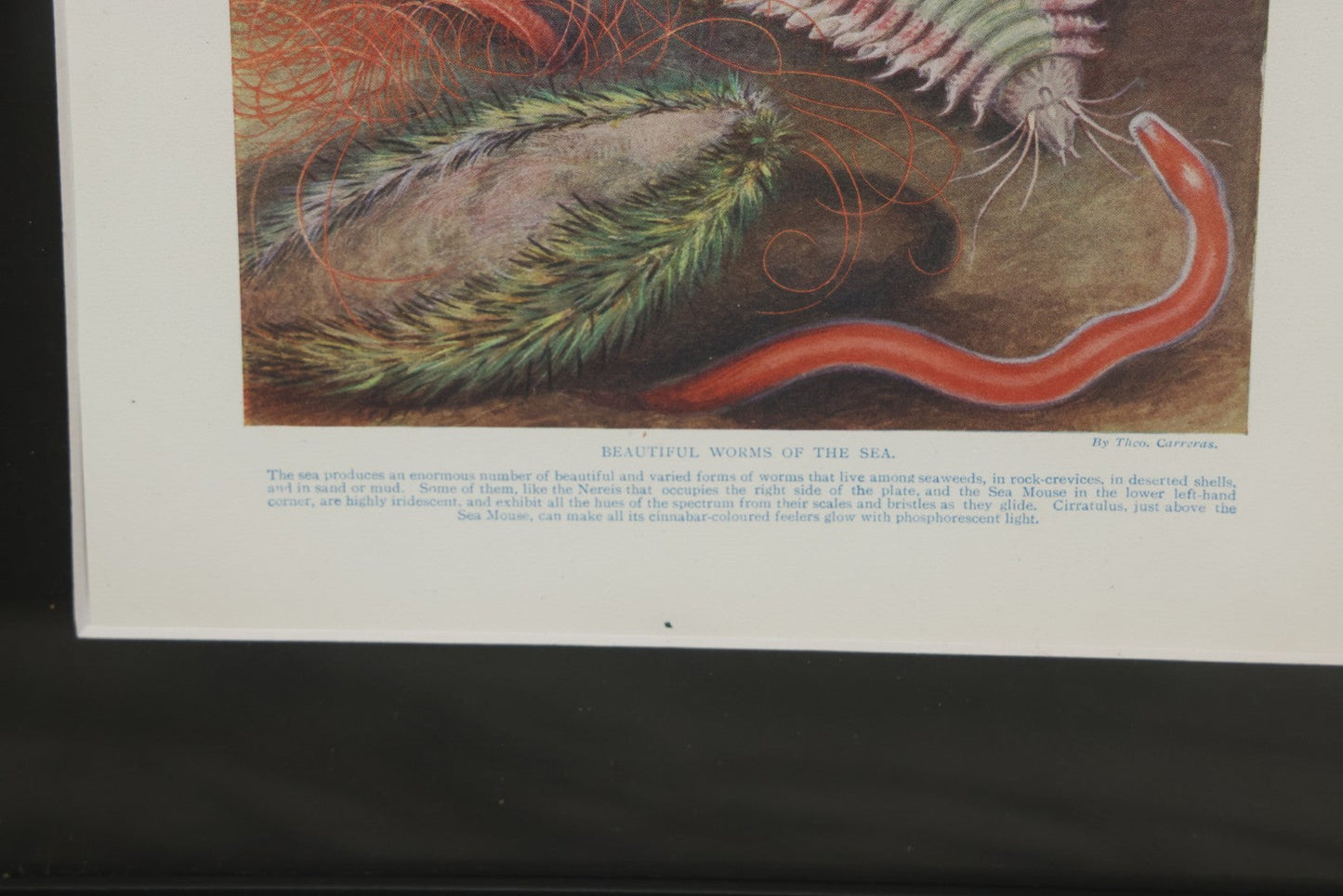 Lot 105 - Antique Book Plate Natural History Print, "Beautiful Worms Of The Sea" By Theo. Carreras, In Modern Frame, 11-7/8" x 15"