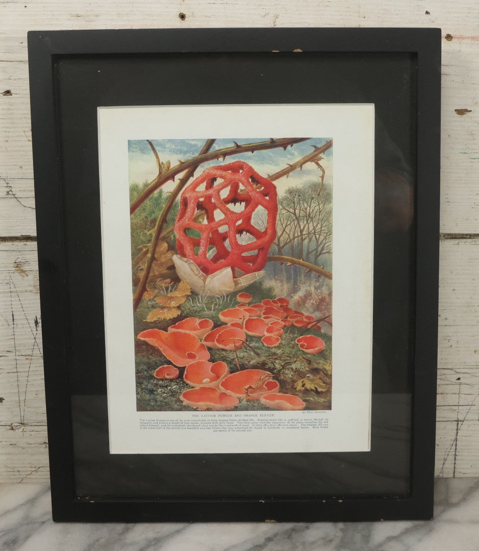 Lot 106 - Antique Book Plate Natural History Print, "The Lattice Fungus And Orange Elf-Cup" By Theo. Carreras, In Modern Frame, 11-7/8" x 15"