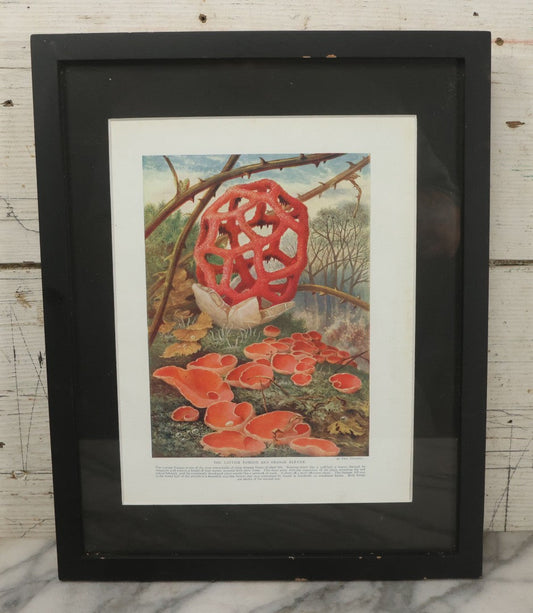 Lot 106 - Antique Book Plate Natural History Print, "The Lattice Fungus And Orange Elf-Cup" By Theo. Carreras, In Modern Frame, 11-7/8" x 15"