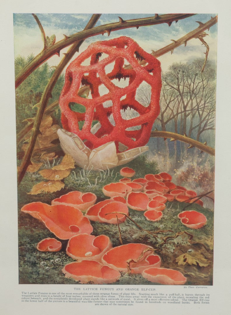 Lot 106 - Antique Book Plate Natural History Print, "The Lattice Fungus And Orange Elf-Cup" By Theo. Carreras, In Modern Frame, 11-7/8" x 15"