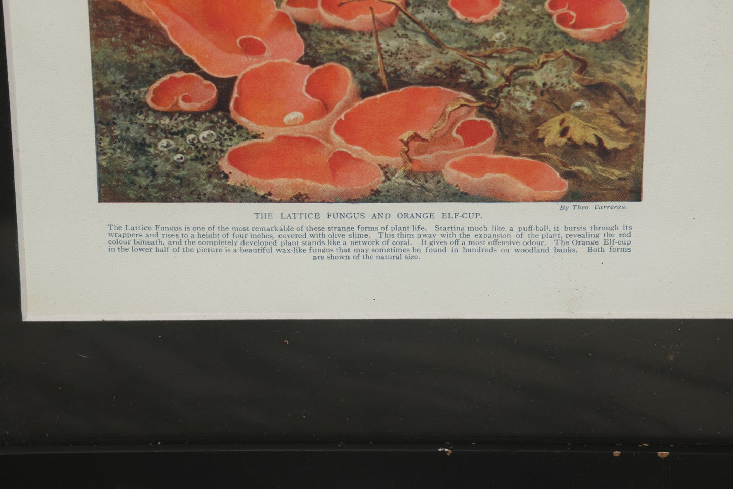 Lot 106 - Antique Book Plate Natural History Print, "The Lattice Fungus And Orange Elf-Cup" By Theo. Carreras, In Modern Frame, 11-7/8" x 15"