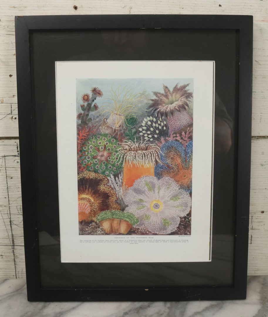 Lot 107 - Antique Book Plate Natural History Print, "Anemones Of The Southern Seas" By Theo. Carreras, In Modern Frame, 11-7/8" x 15"