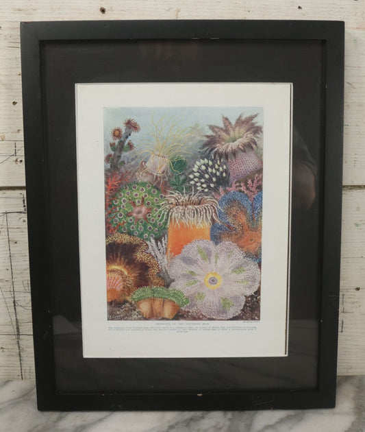 Lot 107 - Antique Book Plate Natural History Print, "Anemones Of The Southern Seas" By Theo. Carreras, In Modern Frame, 11-7/8" x 15"