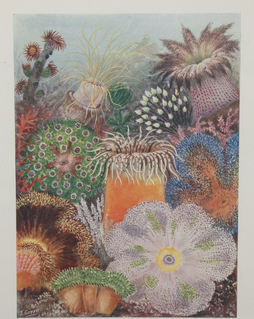 Lot 107 - Antique Book Plate Natural History Print, "Anemones Of The Southern Seas" By Theo. Carreras, In Modern Frame, 11-7/8" x 15"