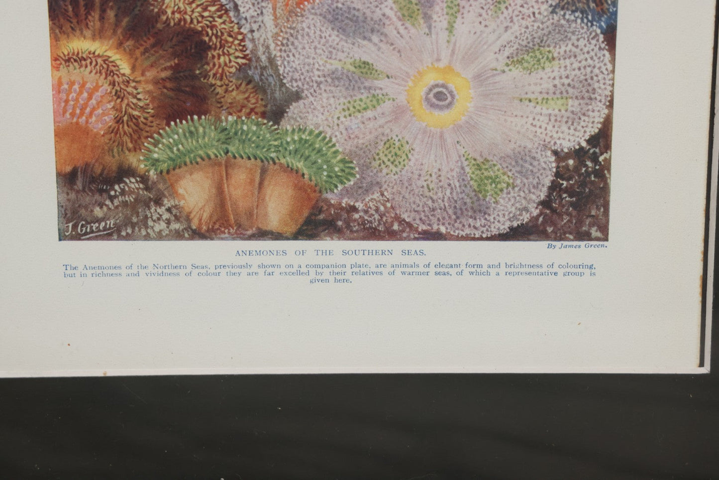 Lot 107 - Antique Book Plate Natural History Print, "Anemones Of The Southern Seas" By Theo. Carreras, In Modern Frame, 11-7/8" x 15"