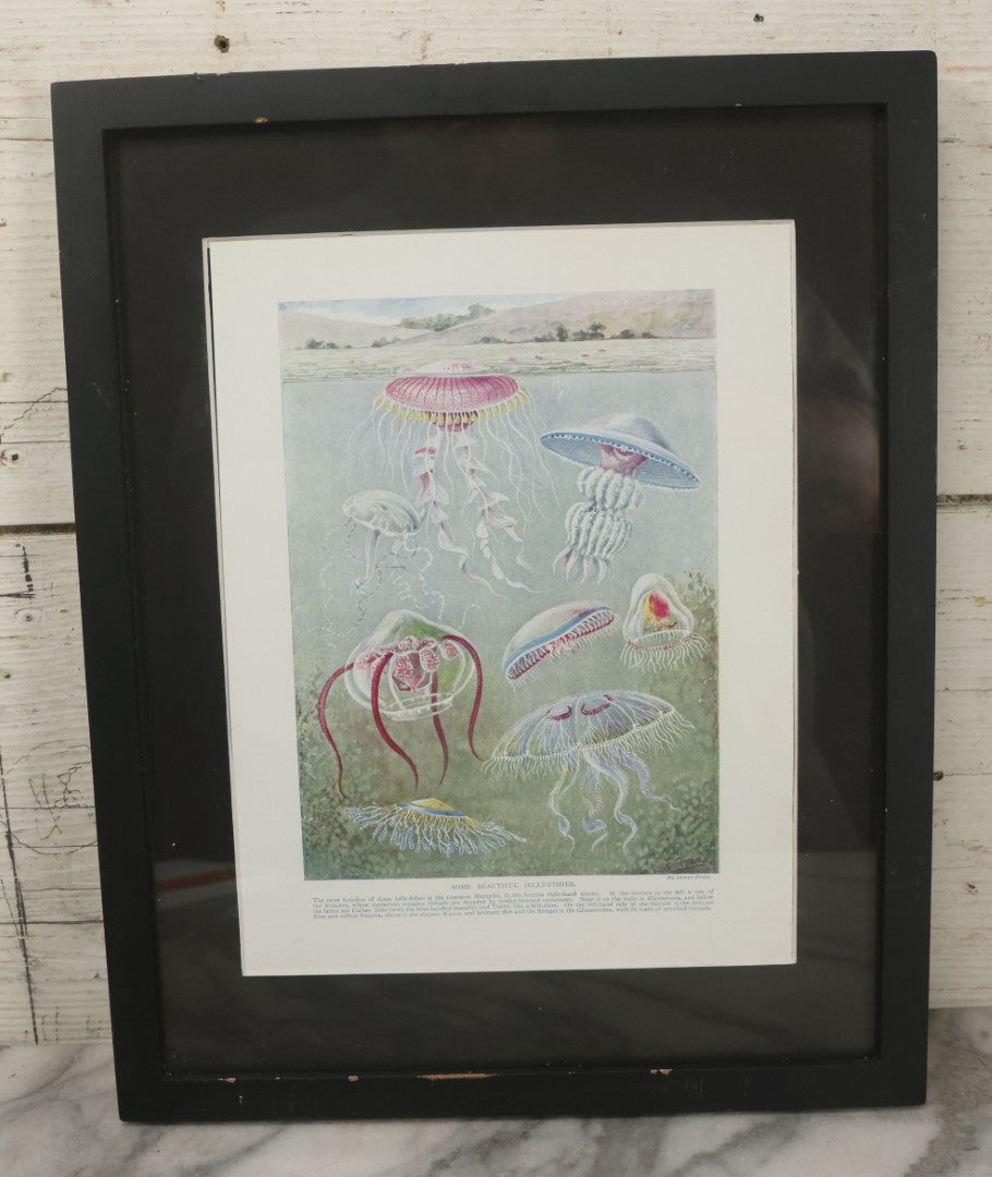 Lot 108 - Antique Book Plate Natural History Print, "Some Beautiful Jelly-Fishes" By Theo. Carreras, In Modern Frame, 11-7/8" x 15"