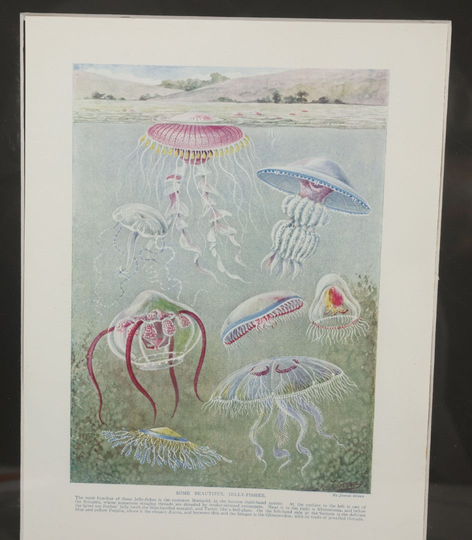 Lot 108 - Antique Book Plate Natural History Print, "Some Beautiful Jelly-Fishes" By Theo. Carreras, In Modern Frame, 11-7/8" x 15"