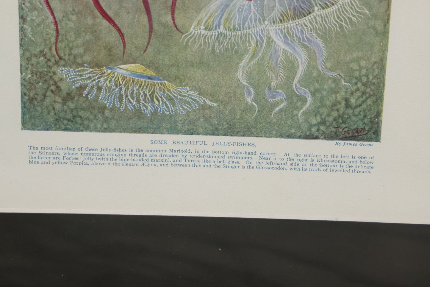 Lot 108 - Antique Book Plate Natural History Print, "Some Beautiful Jelly-Fishes" By Theo. Carreras, In Modern Frame, 11-7/8" x 15"