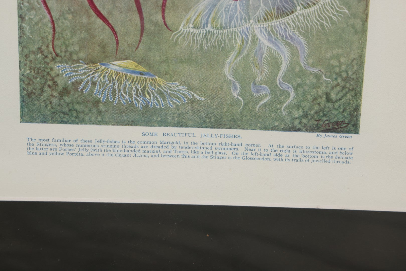 Lot 108 - Antique Book Plate Natural History Print, "Some Beautiful Jelly-Fishes" By Theo. Carreras, In Modern Frame, 11-7/8" x 15"