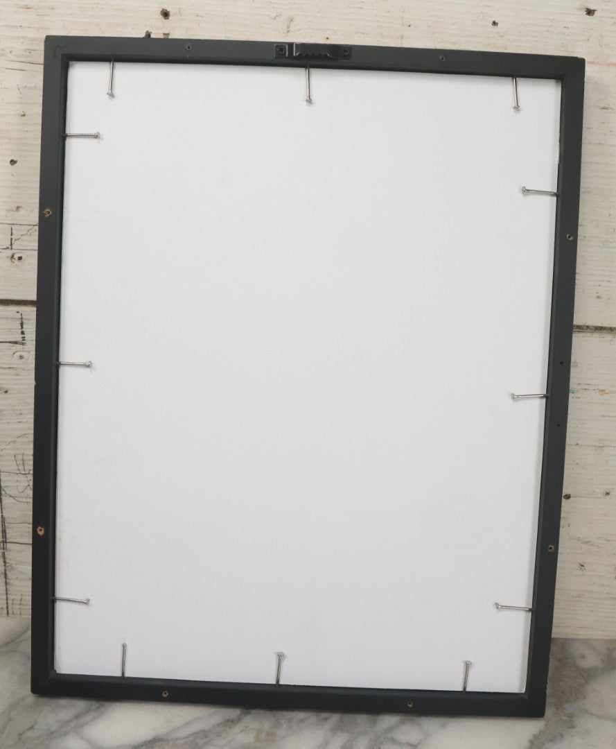 Lot 108 - Antique Book Plate Natural History Print, "Some Beautiful Jelly-Fishes" By Theo. Carreras, In Modern Frame, 11-7/8" x 15"