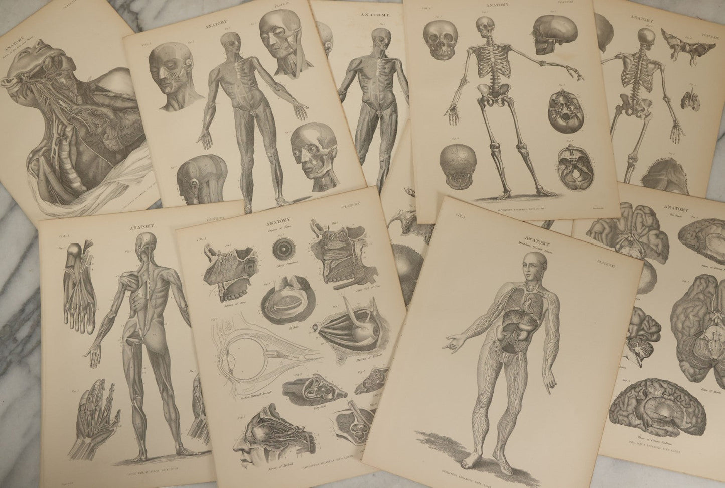 Lot 110 - Grouping Of 10+ Antique Black And White Medical Ephemera Book Plate Prints From Encyclopedia Britannica, 9th Edition, B Y W. & A.K. Johnston