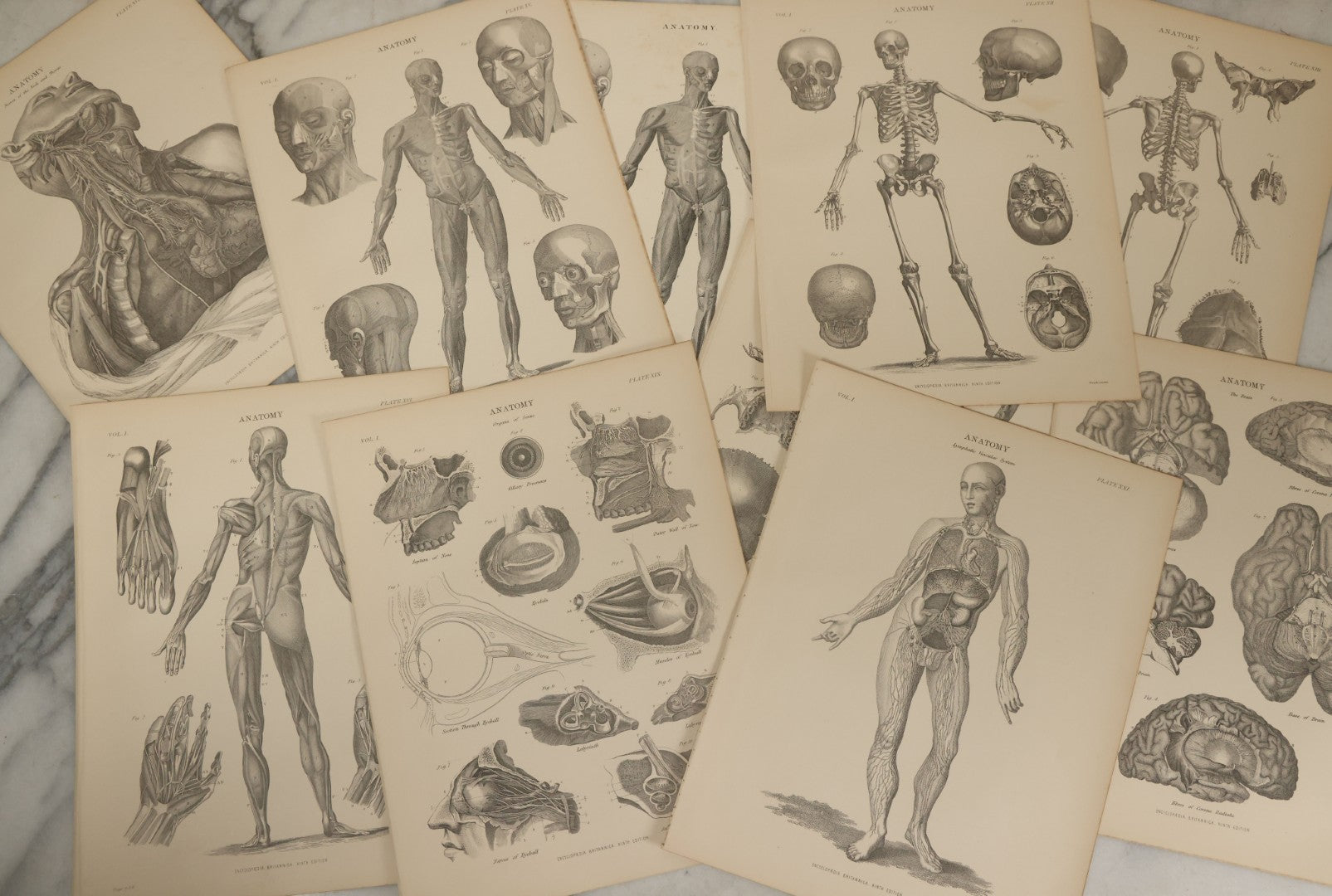 Lot 110 - Grouping Of 10+ Antique Black And White Medical Ephemera Book Plate Prints From Encyclopedia Britannica, 9th Edition, B Y W. & A.K. Johnston
