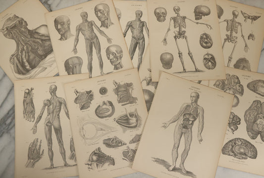 Lot 110 - Grouping Of 10+ Antique Black And White Medical Ephemera Book Plate Prints From Encyclopedia Britannica, 9th Edition, B Y W. & A.K. Johnston