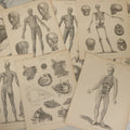 Lot 110 - Grouping Of 10+ Antique Black And White Medical Ephemera Book Plate Prints From Encyclopedia Britannica, 9th Edition, B Y W. & A.K. Johnston