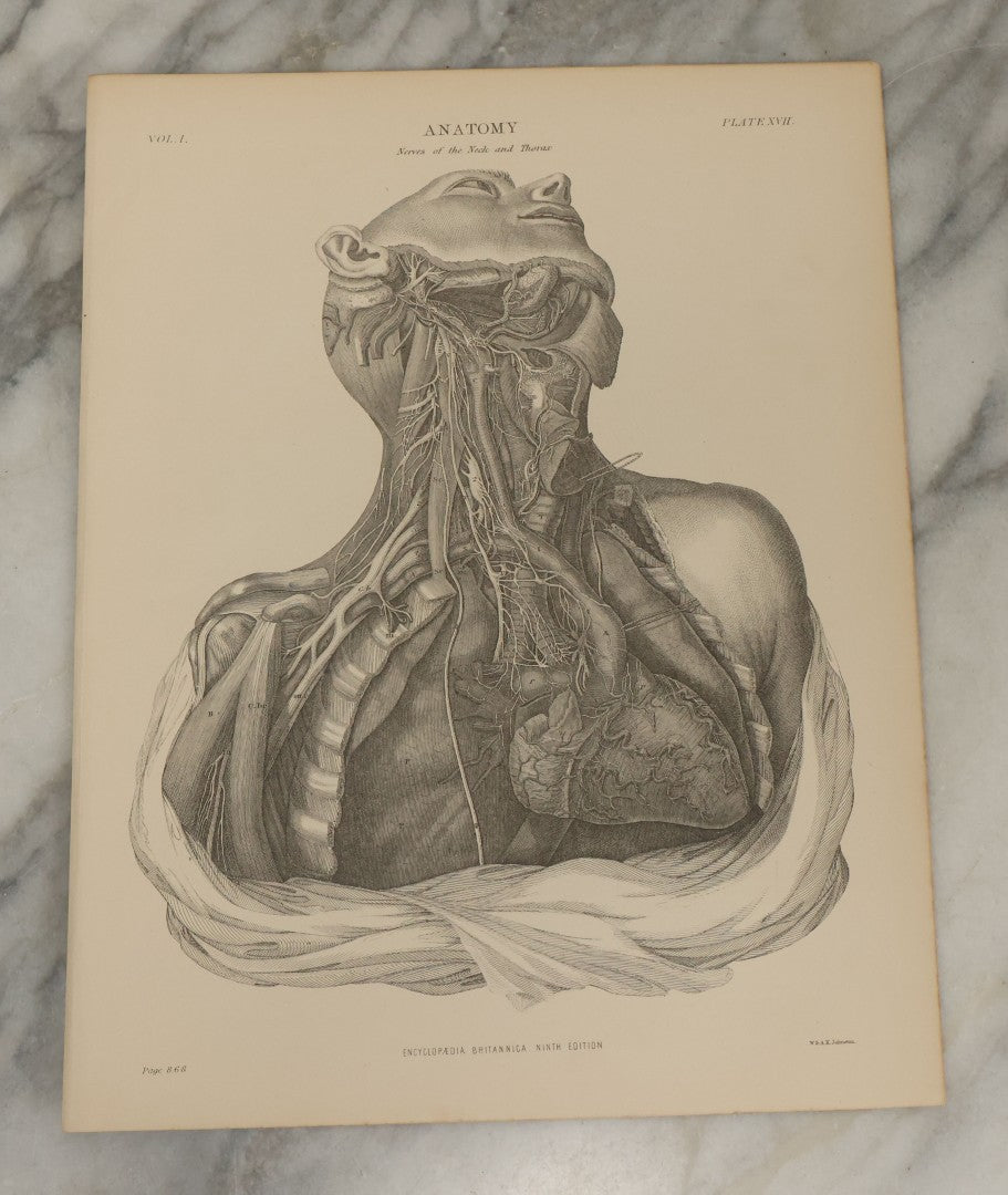 Lot 110 - Grouping Of 10+ Antique Black And White Medical Ephemera Book Plate Prints From Encyclopedia Britannica, 9th Edition, B Y W. & A.K. Johnston