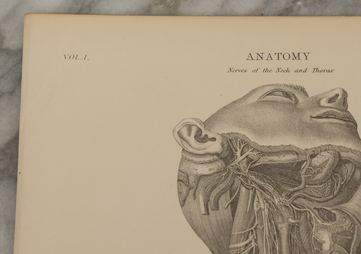 Lot 110 - Grouping Of 10+ Antique Black And White Medical Ephemera Book Plate Prints From Encyclopedia Britannica, 9th Edition, B Y W. & A.K. Johnston