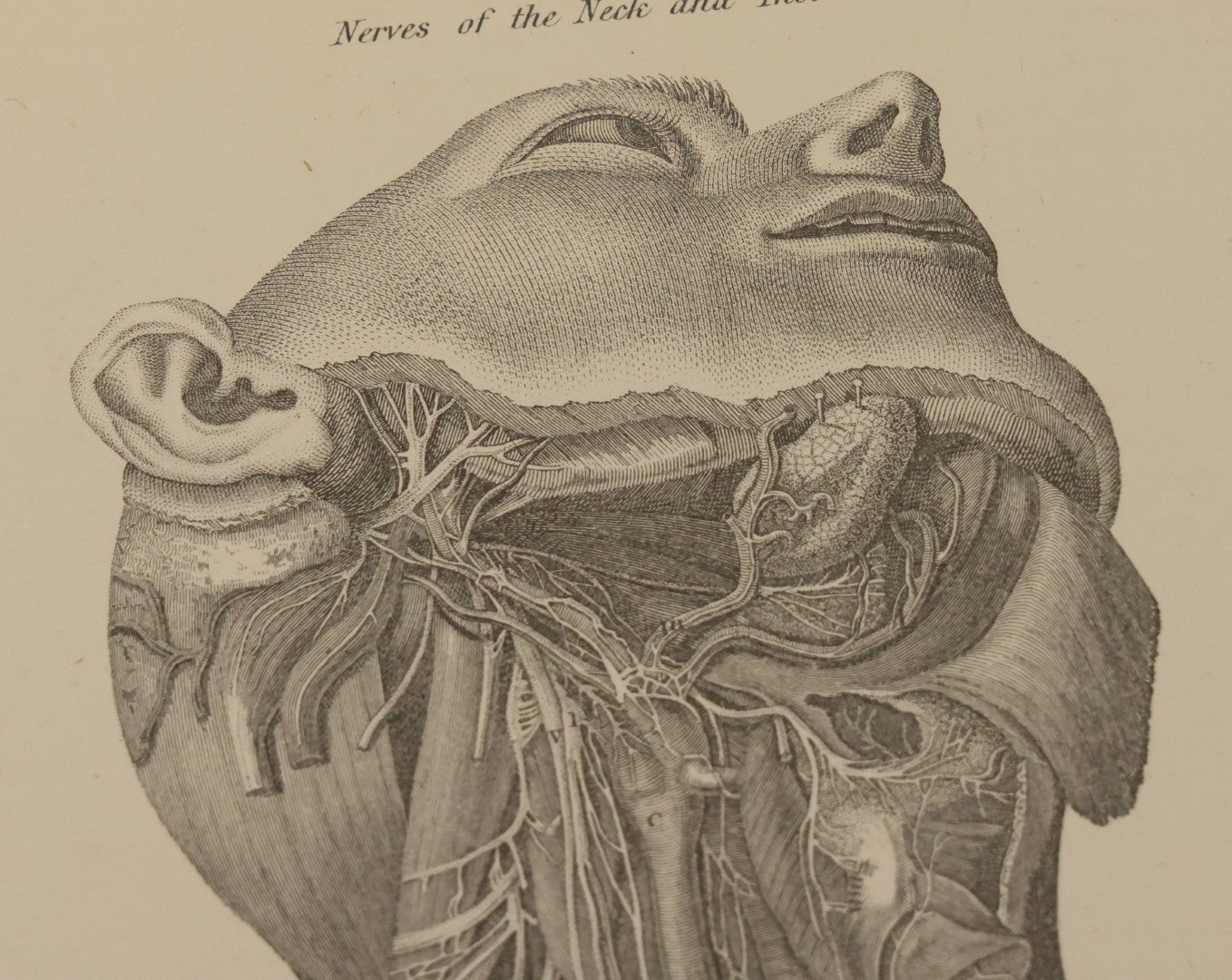Lot 110 - Grouping Of 10+ Antique Black And White Medical Ephemera Book Plate Prints From Encyclopedia Britannica, 9th Edition, B Y W. & A.K. Johnston