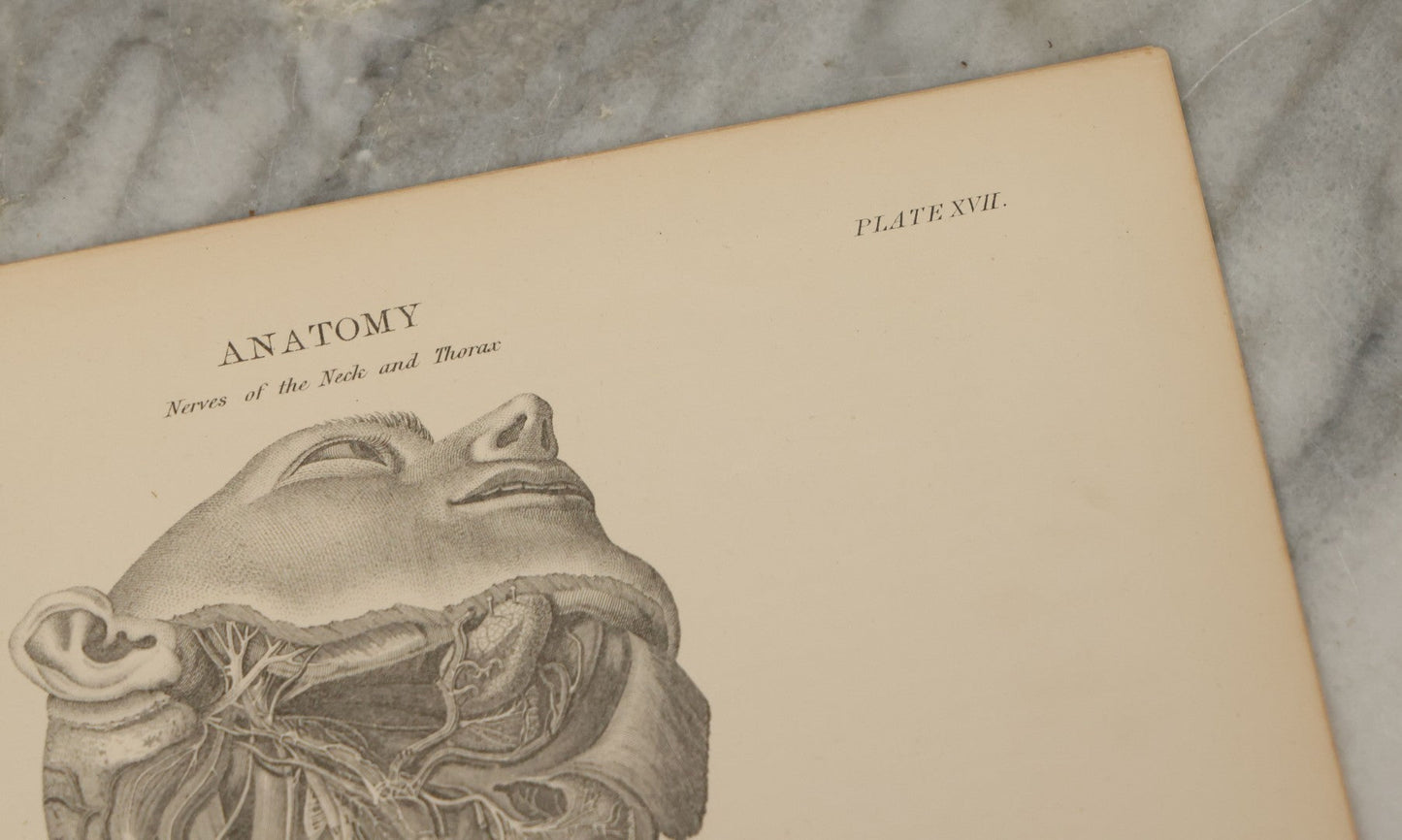 Lot 110 - Grouping Of 10+ Antique Black And White Medical Ephemera Book Plate Prints From Encyclopedia Britannica, 9th Edition, B Y W. & A.K. Johnston