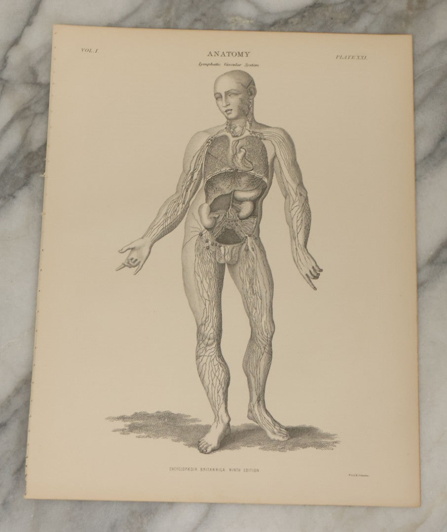 Lot 110 - Grouping Of 10+ Antique Black And White Medical Ephemera Book Plate Prints From Encyclopedia Britannica, 9th Edition, B Y W. & A.K. Johnston
