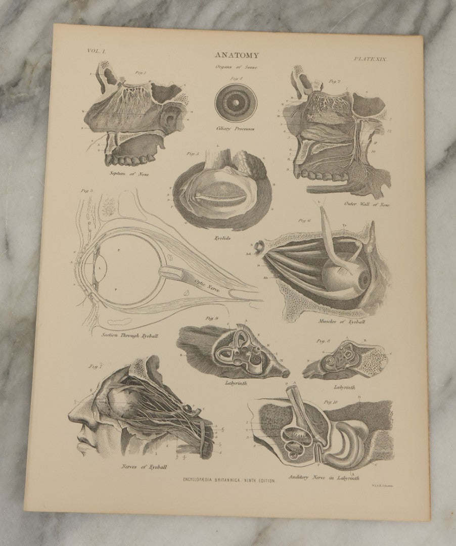 Lot 110 - Grouping Of 10+ Antique Black And White Medical Ephemera Book Plate Prints From Encyclopedia Britannica, 9th Edition, B Y W. & A.K. Johnston