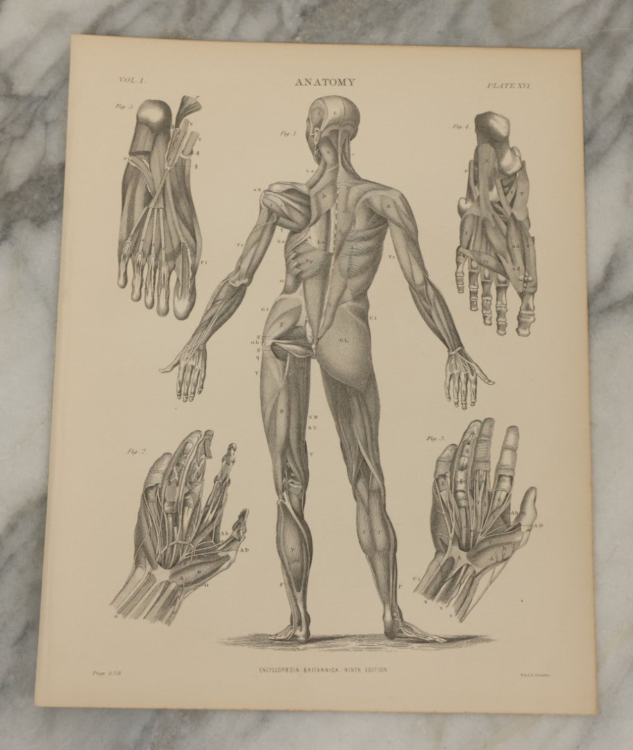 Lot 110 - Grouping Of 10+ Antique Black And White Medical Ephemera Book Plate Prints From Encyclopedia Britannica, 9th Edition, B Y W. & A.K. Johnston