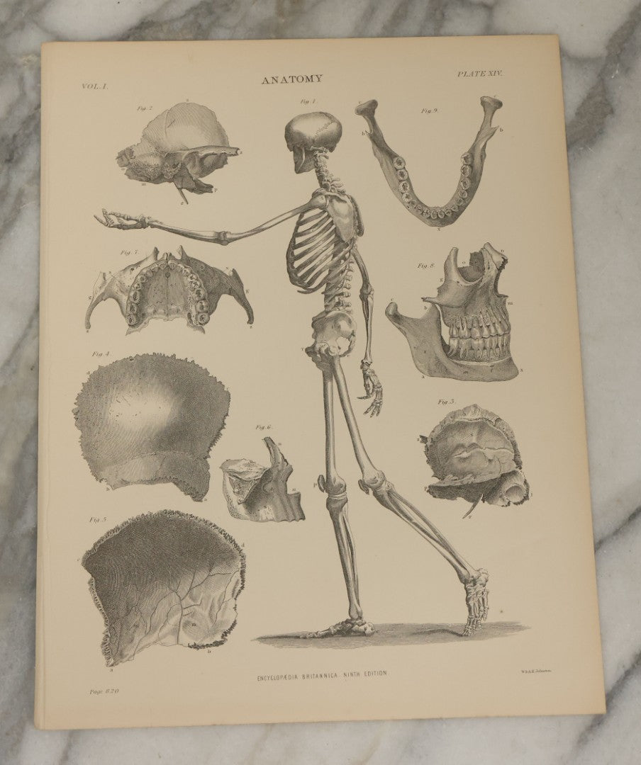 Lot 110 - Grouping Of 10+ Antique Black And White Medical Ephemera Book Plate Prints From Encyclopedia Britannica, 9th Edition, B Y W. & A.K. Johnston