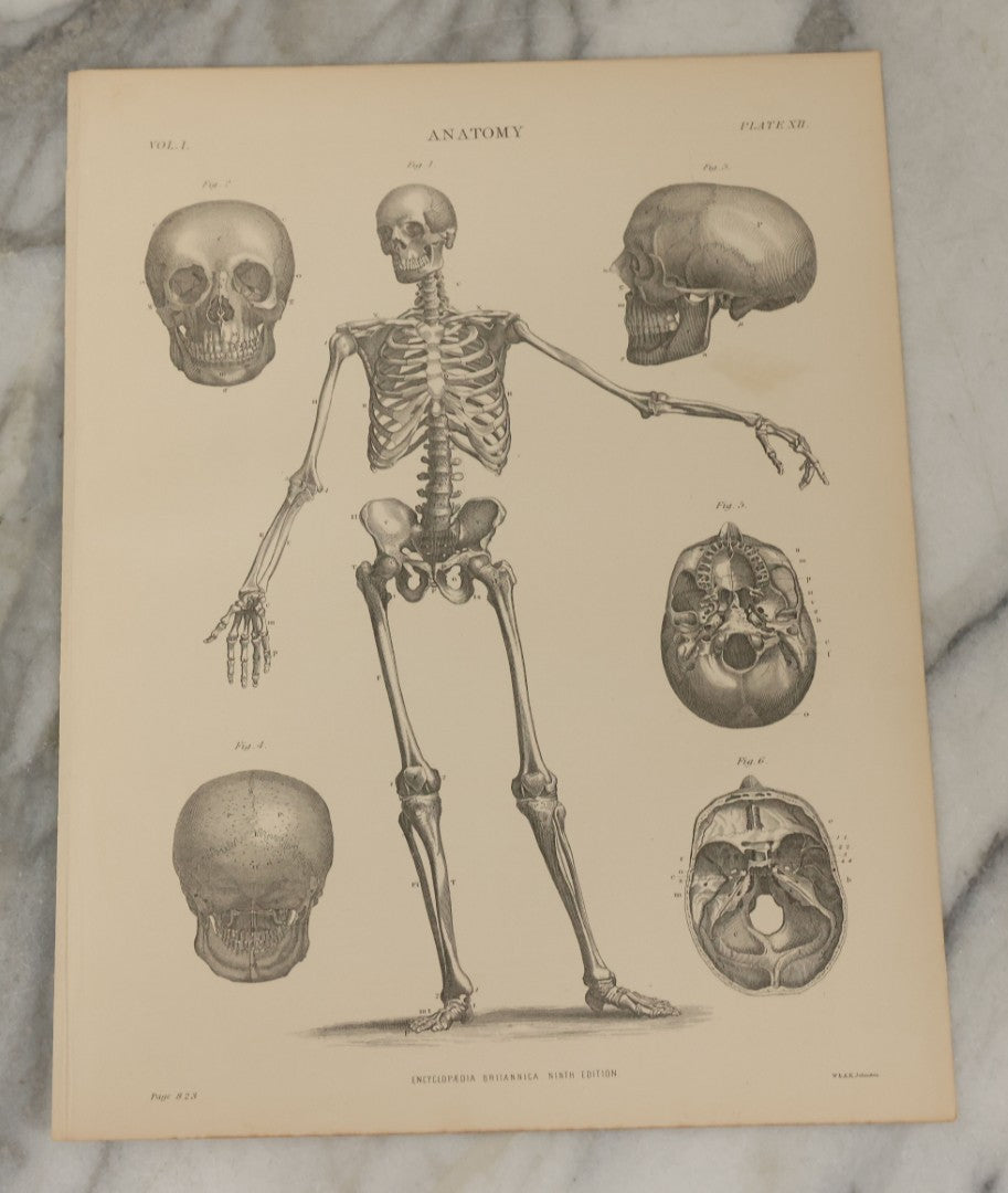 Lot 110 - Grouping Of 10+ Antique Black And White Medical Ephemera Book Plate Prints From Encyclopedia Britannica, 9th Edition, B Y W. & A.K. Johnston
