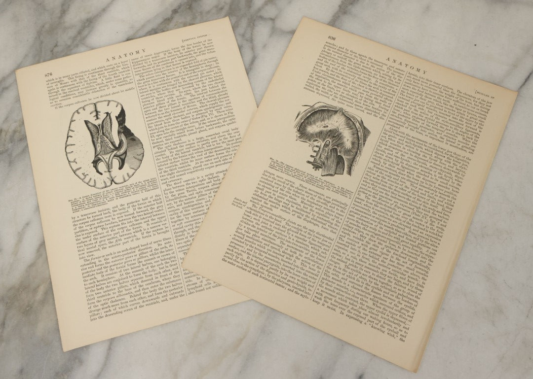 Lot 110 - Grouping Of 10+ Antique Black And White Medical Ephemera Book Plate Prints From Encyclopedia Britannica, 9th Edition, B Y W. & A.K. Johnston