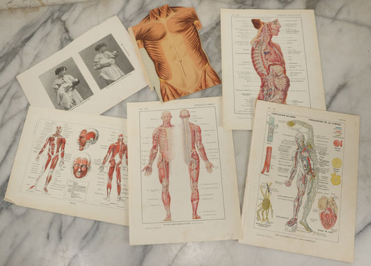 Lot 111 - Grouping Of Eight Pieces Of Miscellaneous Vintage Medical Ephemera Including Color Book Plates, Etc.