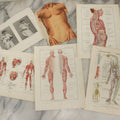 Lot 111 - Grouping Of Eight Pieces Of Miscellaneous Vintage Medical Ephemera Including Color Book Plates, Etc.