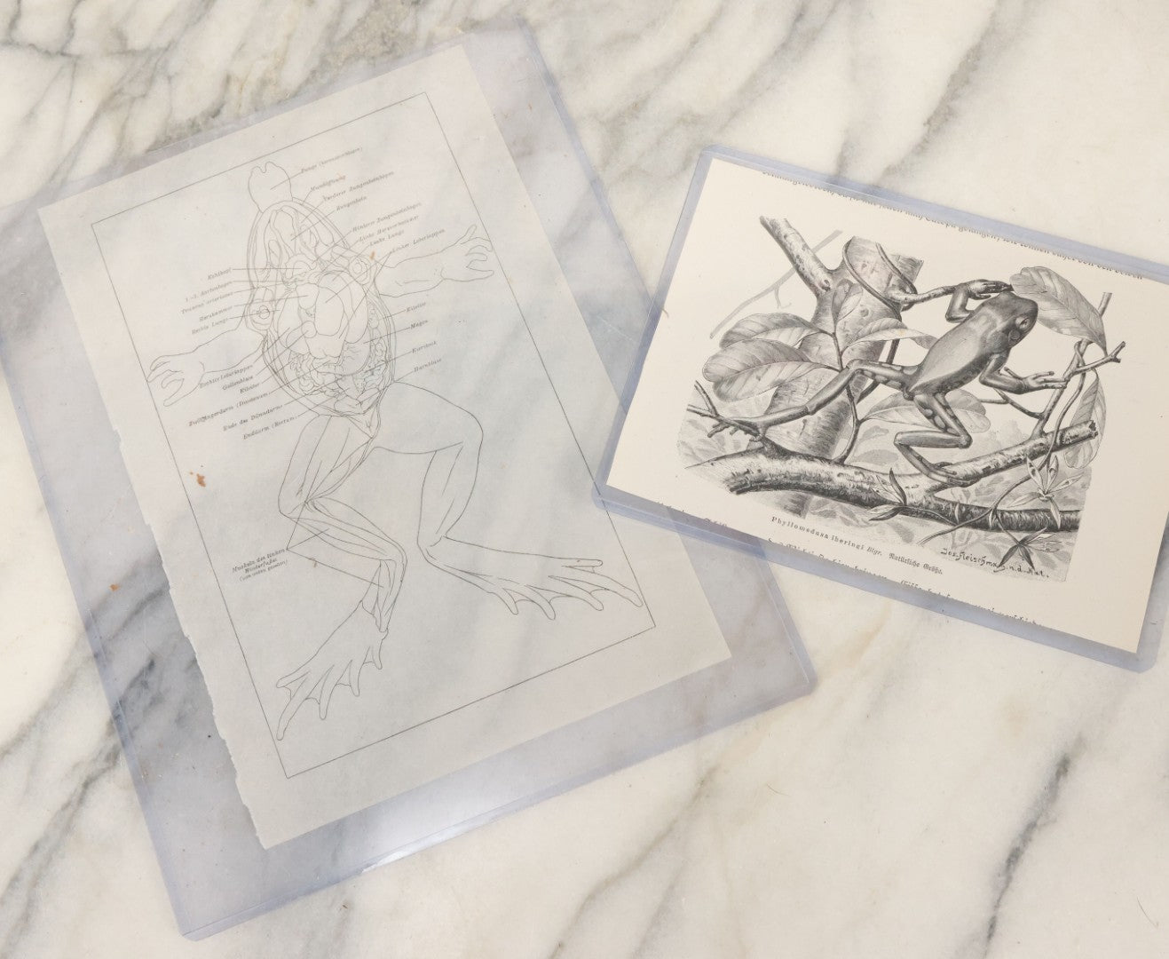 Lot 112 - Two Pieces Of Loose Vintage Frog-Related Ephemera, Including Tracing Paper Overlay Of Frog Anatomy, Frog Book Plate Print