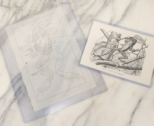 Lot 112 - Two Pieces Of Loose Vintage Frog-Related Ephemera, Including Tracing Paper Overlay Of Frog Anatomy, Frog Book Plate Print