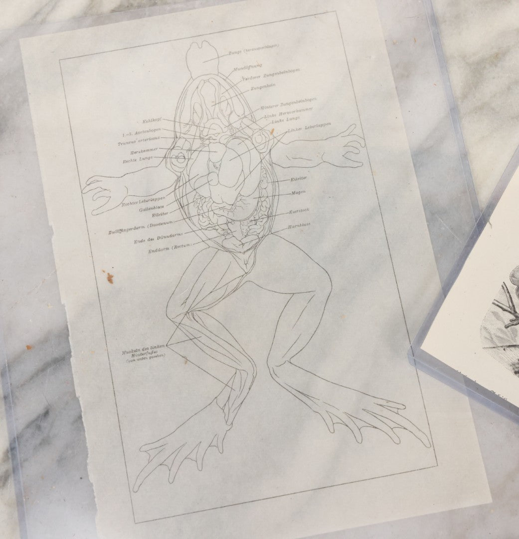 Lot 112 - Two Pieces Of Loose Vintage Frog-Related Ephemera, Including Tracing Paper Overlay Of Frog Anatomy, Frog Book Plate Print