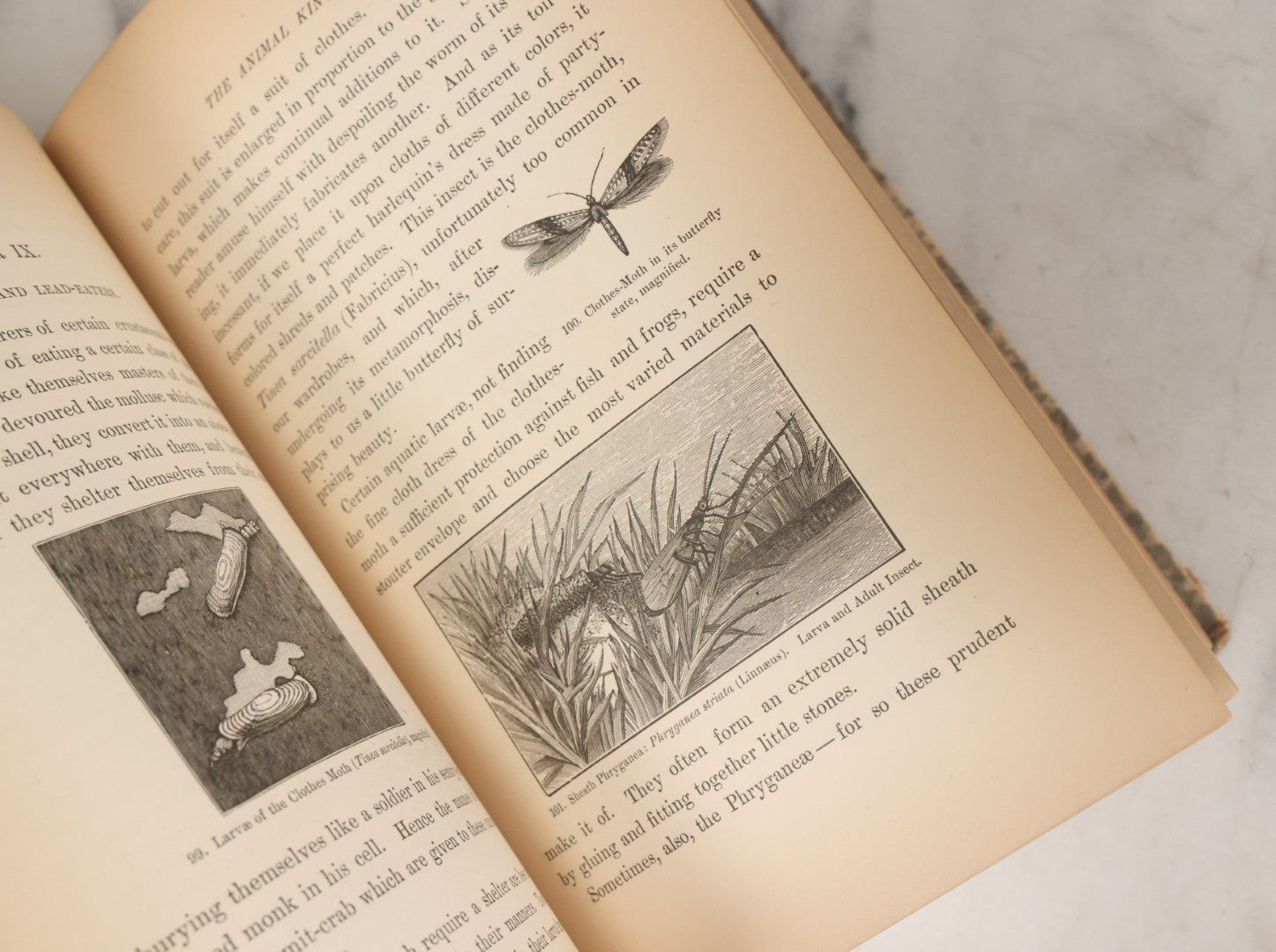 Lot 013 - "The Universe; Or The Wonders Of Creation, The Infinitely Great And The Infinitely Little" Antique Natural History Book By F.A. Pouchet, M.D., With 270 Engravings, B.B. Russell, Publisher, Boston, Seventh Edition, 1882