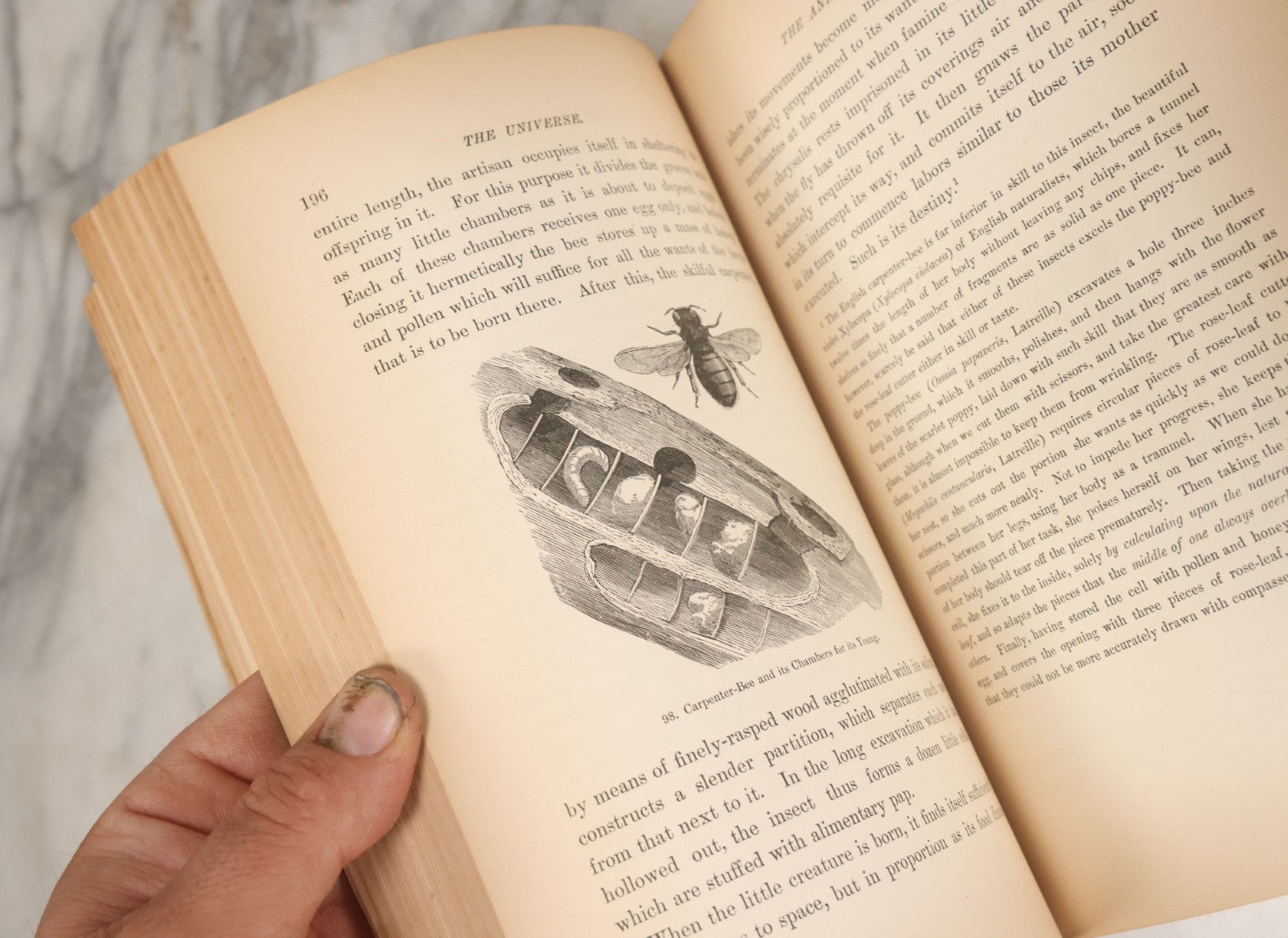 Lot 013 - "The Universe; Or The Wonders Of Creation, The Infinitely Great And The Infinitely Little" Antique Natural History Book By F.A. Pouchet, M.D., With 270 Engravings, B.B. Russell, Publisher, Boston, Seventh Edition, 1882