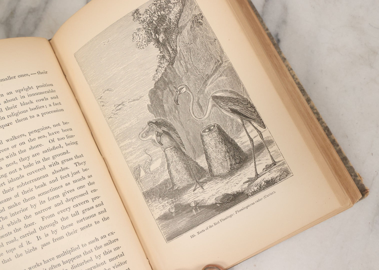 Lot 013 - "The Universe; Or The Wonders Of Creation, The Infinitely Great And The Infinitely Little" Antique Natural History Book By F.A. Pouchet, M.D., With 270 Engravings, B.B. Russell, Publisher, Boston, Seventh Edition, 1882