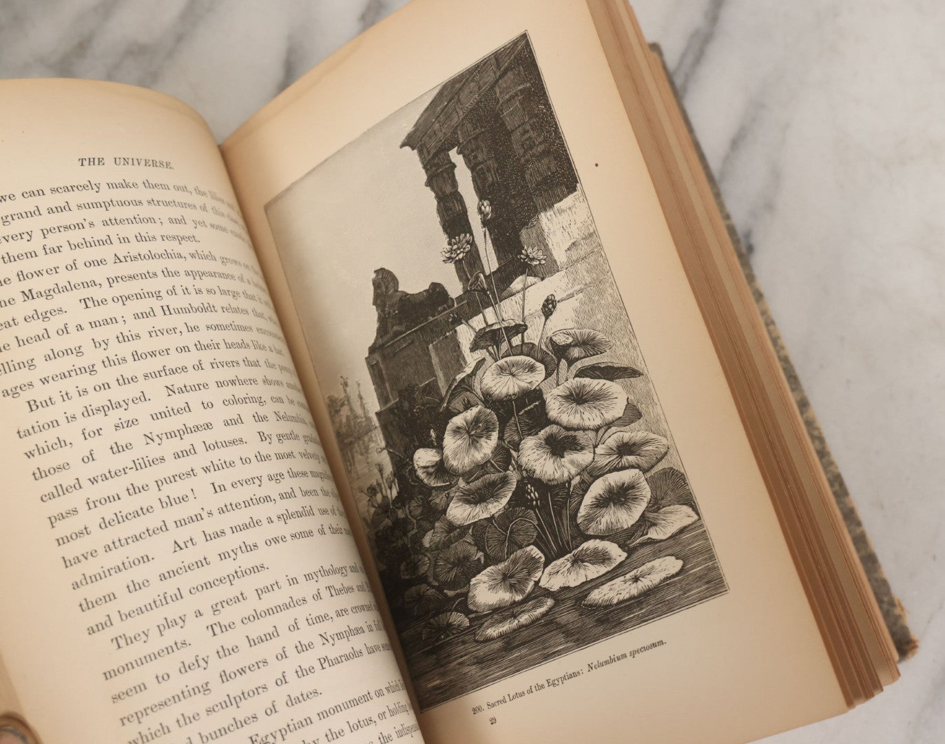 Lot 013 - "The Universe; Or The Wonders Of Creation, The Infinitely Great And The Infinitely Little" Antique Natural History Book By F.A. Pouchet, M.D., With 270 Engravings, B.B. Russell, Publisher, Boston, Seventh Edition, 1882