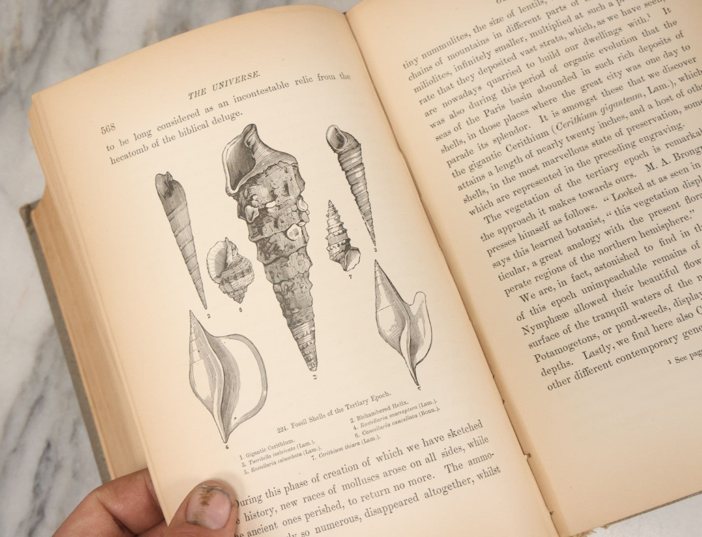 Lot 013 - "The Universe; Or The Wonders Of Creation, The Infinitely Great And The Infinitely Little" Antique Natural History Book By F.A. Pouchet, M.D., With 270 Engravings, B.B. Russell, Publisher, Boston, Seventh Edition, 1882