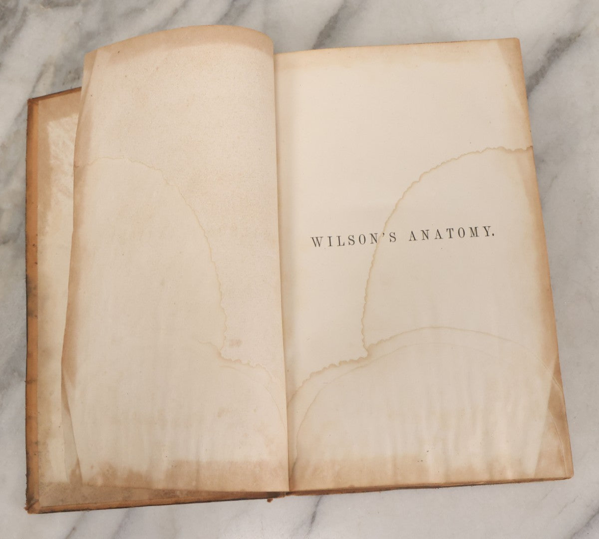 Lot 015 - "Wilson's Anatomy: A System Of Human Anatomy, General And Special" Antique Medical Book By Erasmus Wilson, M.D., Second American Edition, With Over 200 Illustrations By Gilbert, Lea And Blanchard, Publishers, Philadelphia, 1844