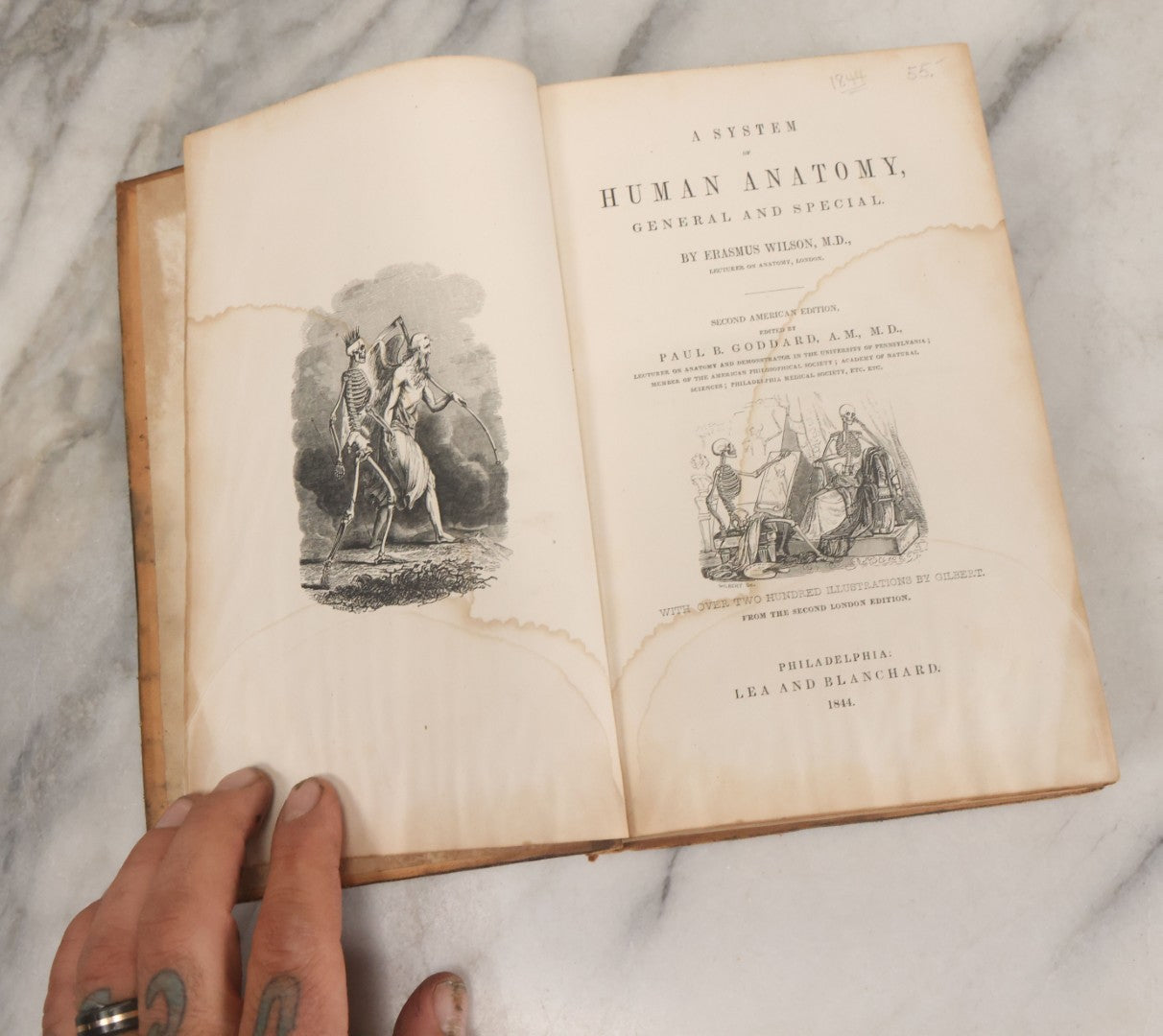Lot 015 - "Wilson's Anatomy: A System Of Human Anatomy, General And Special" Antique Medical Book By Erasmus Wilson, M.D., Second American Edition, With Over 200 Illustrations By Gilbert, Lea And Blanchard, Publishers, Philadelphia, 1844